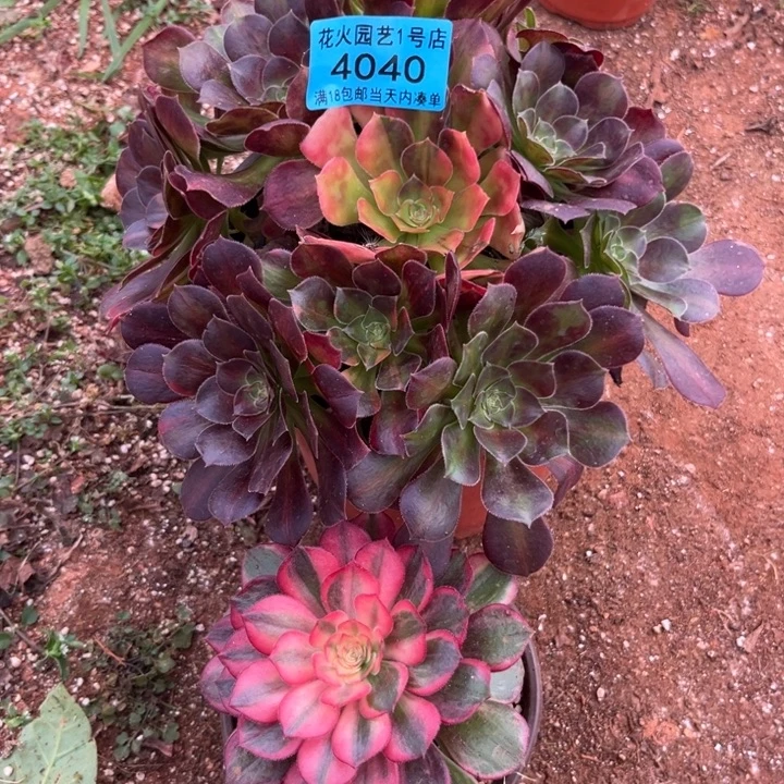 组合4040多肉植物法师