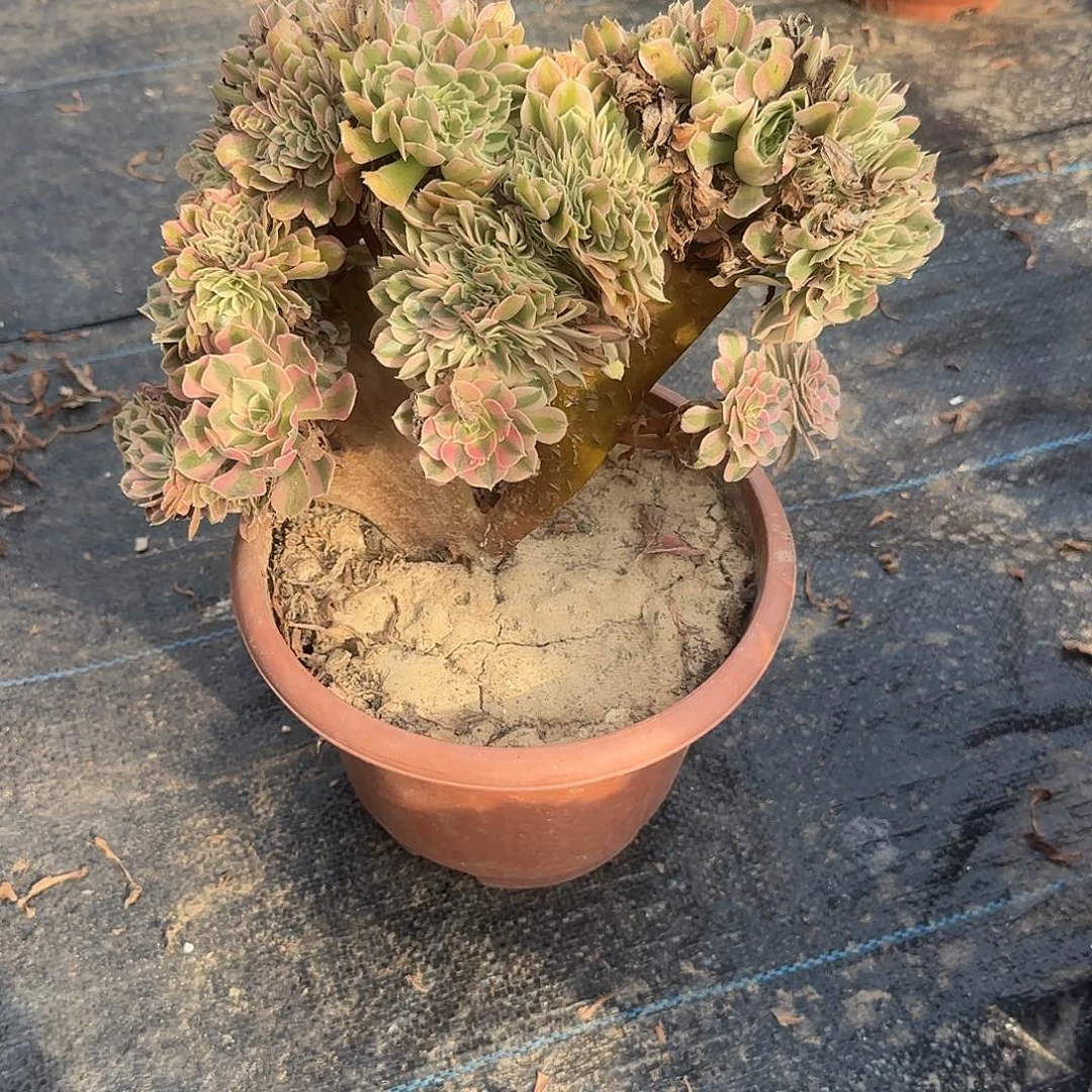 *****无花朵女巫缀啦通呢呃呃呃呃