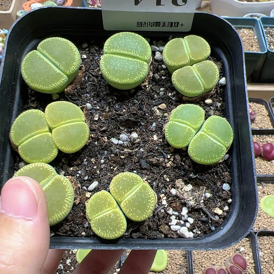【闪购商品】214 618福利