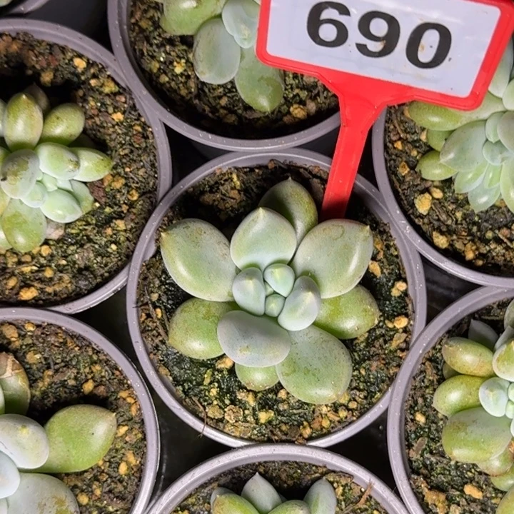 多肉植物胖体哥特690