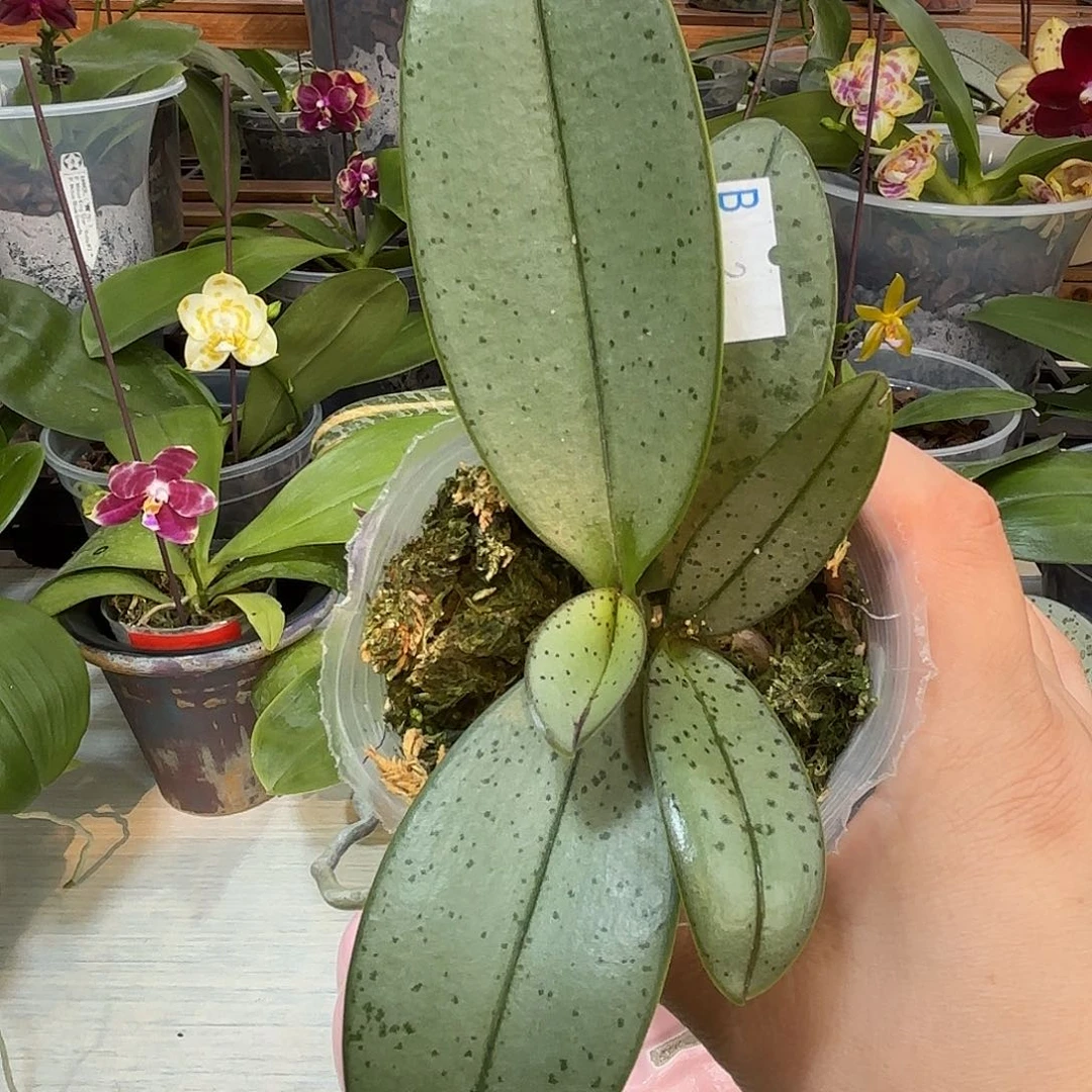 1***1当前无花栽培后可以开花魅力3252