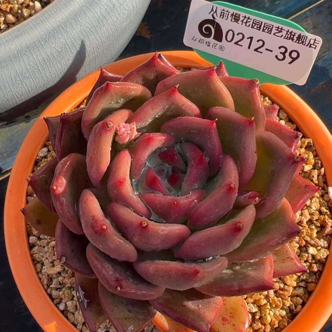 从前慢多肉精选编号0212.39