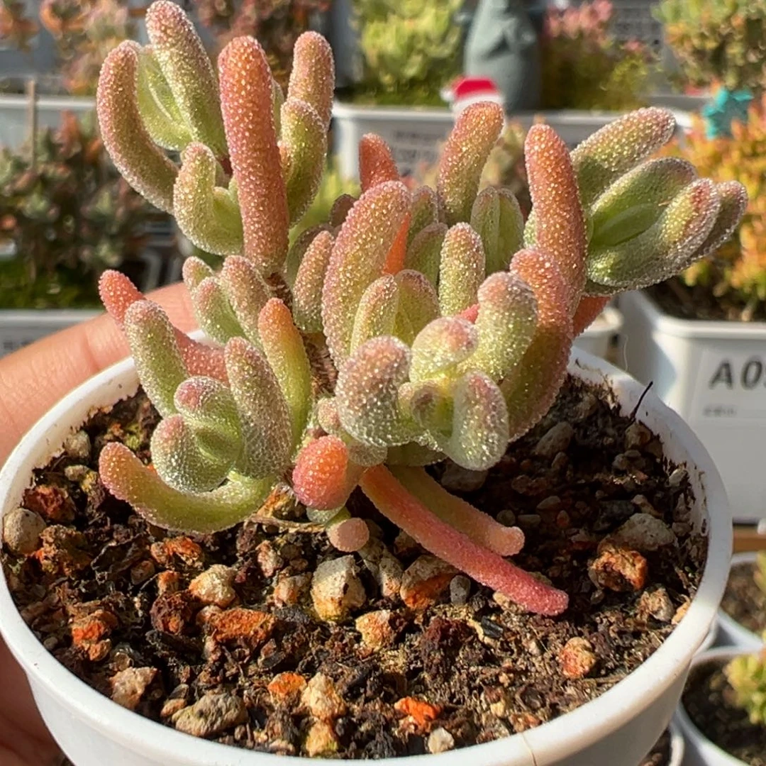 25-632枝干番杏橙叶白锦五圆盆