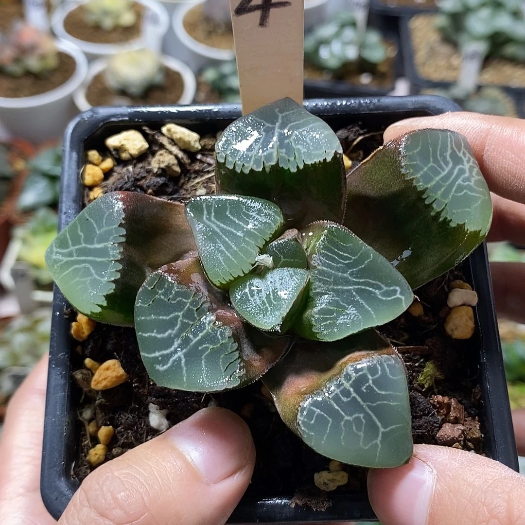 4乱纹ke十二卷多肉