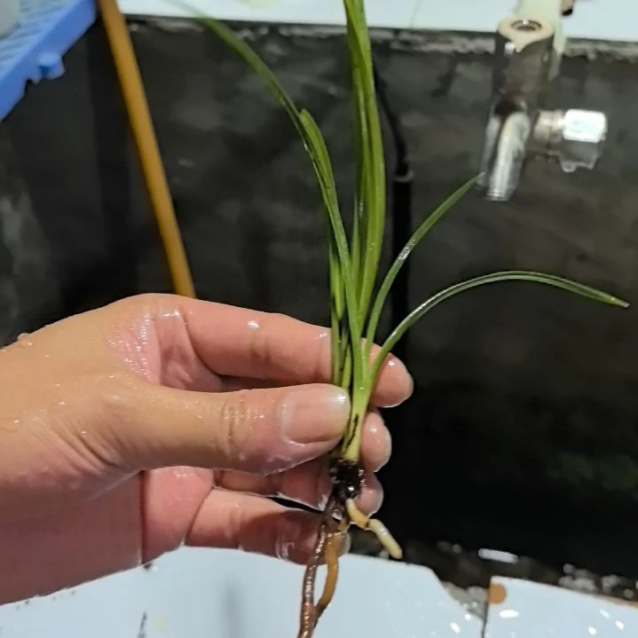 完全开放蕙兰天青素老苗发一龙头小苗