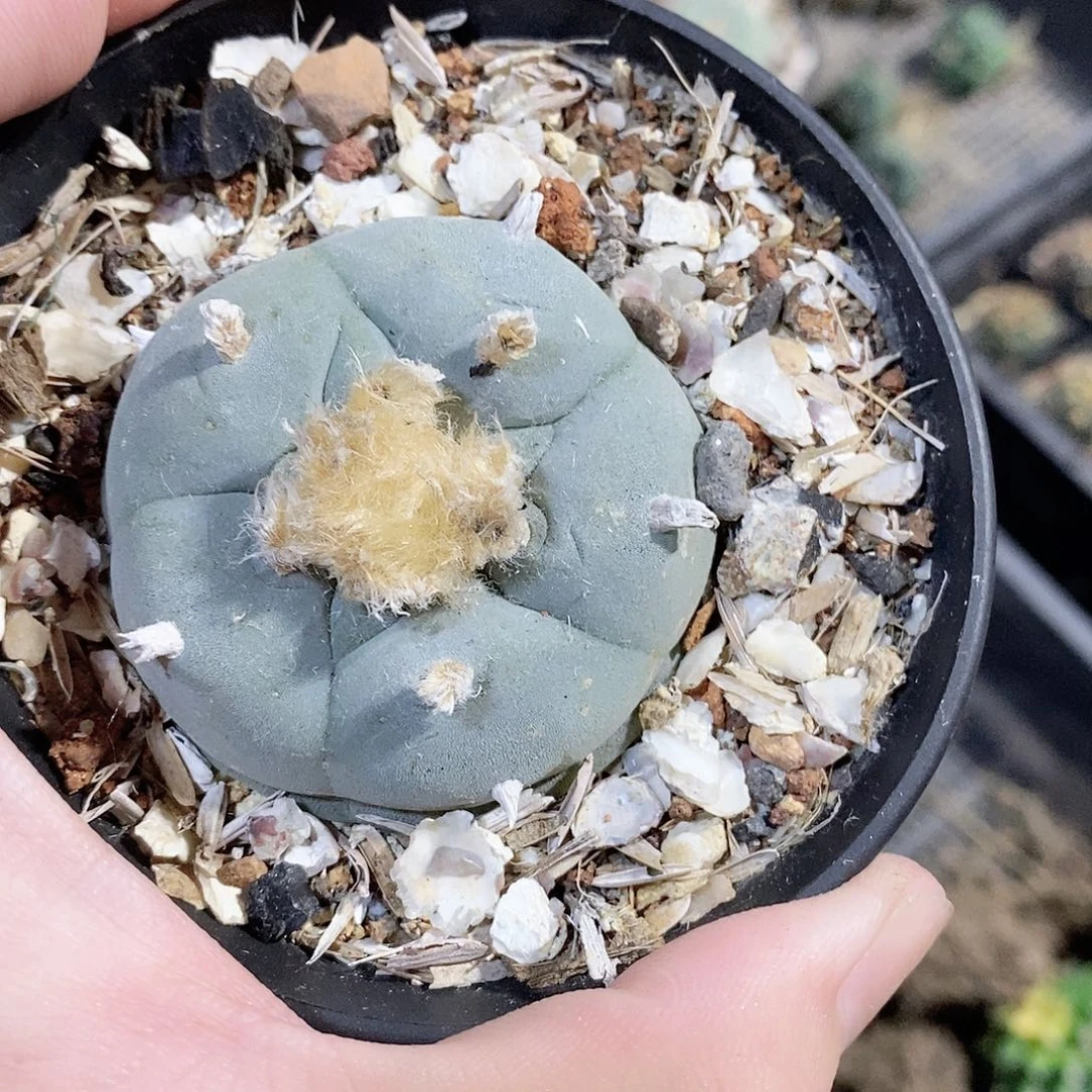 实生白肌乌野二代品相自观如图