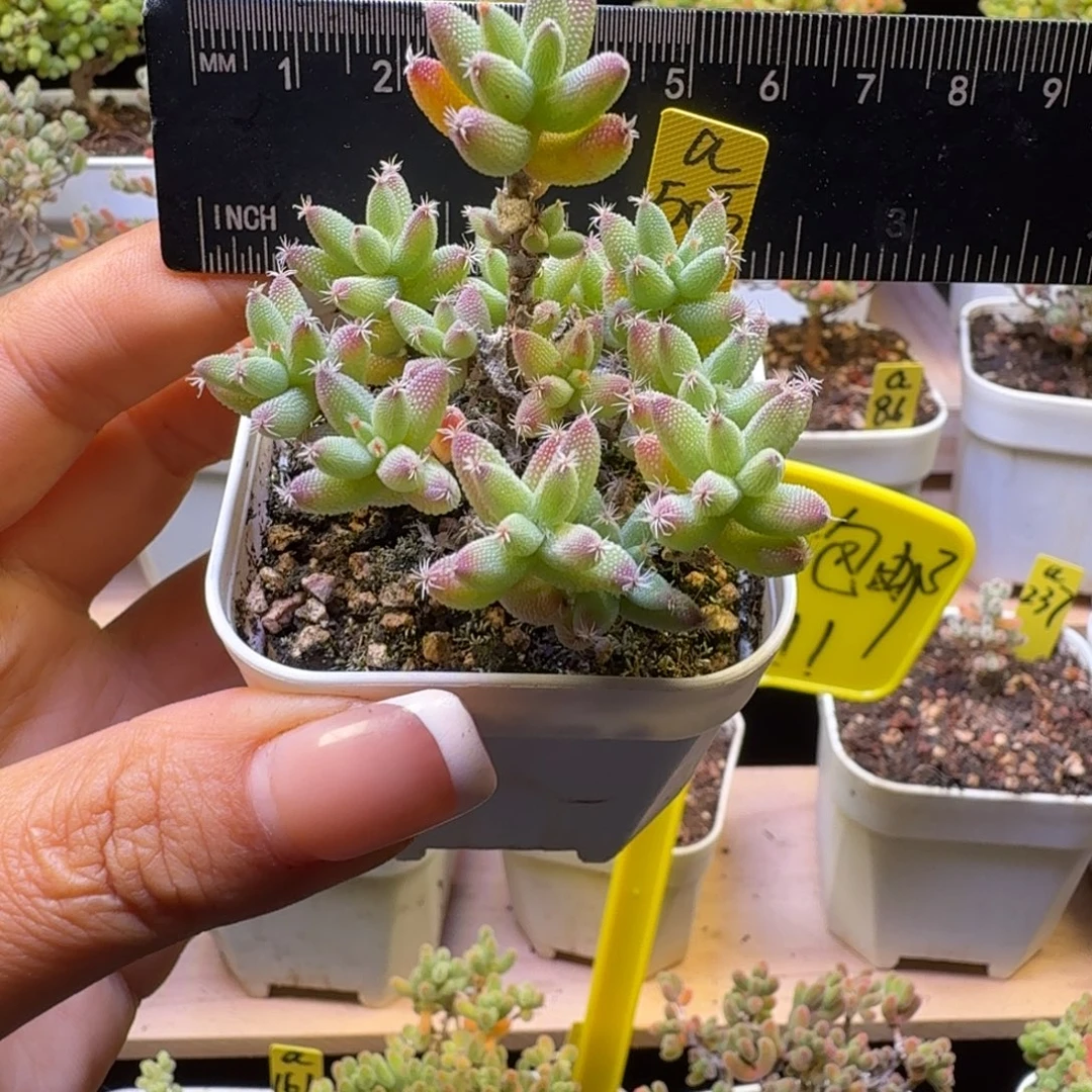 a505号实生玉米冠服6厘米左右