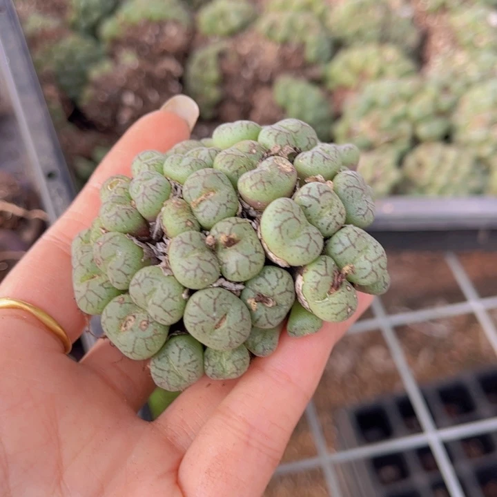 一颗猴脸群88888888888888