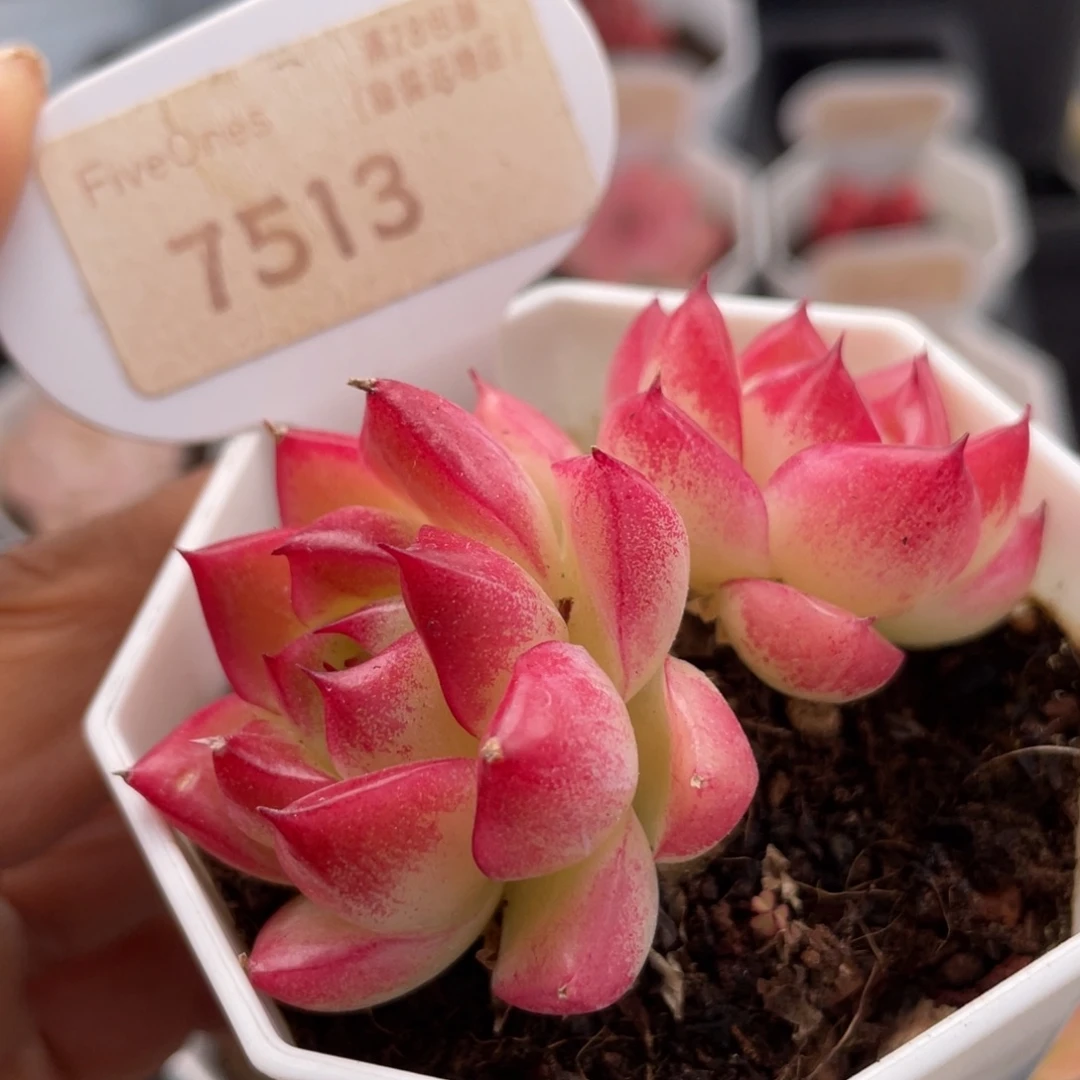 梦幻女王7513-6.0厘米