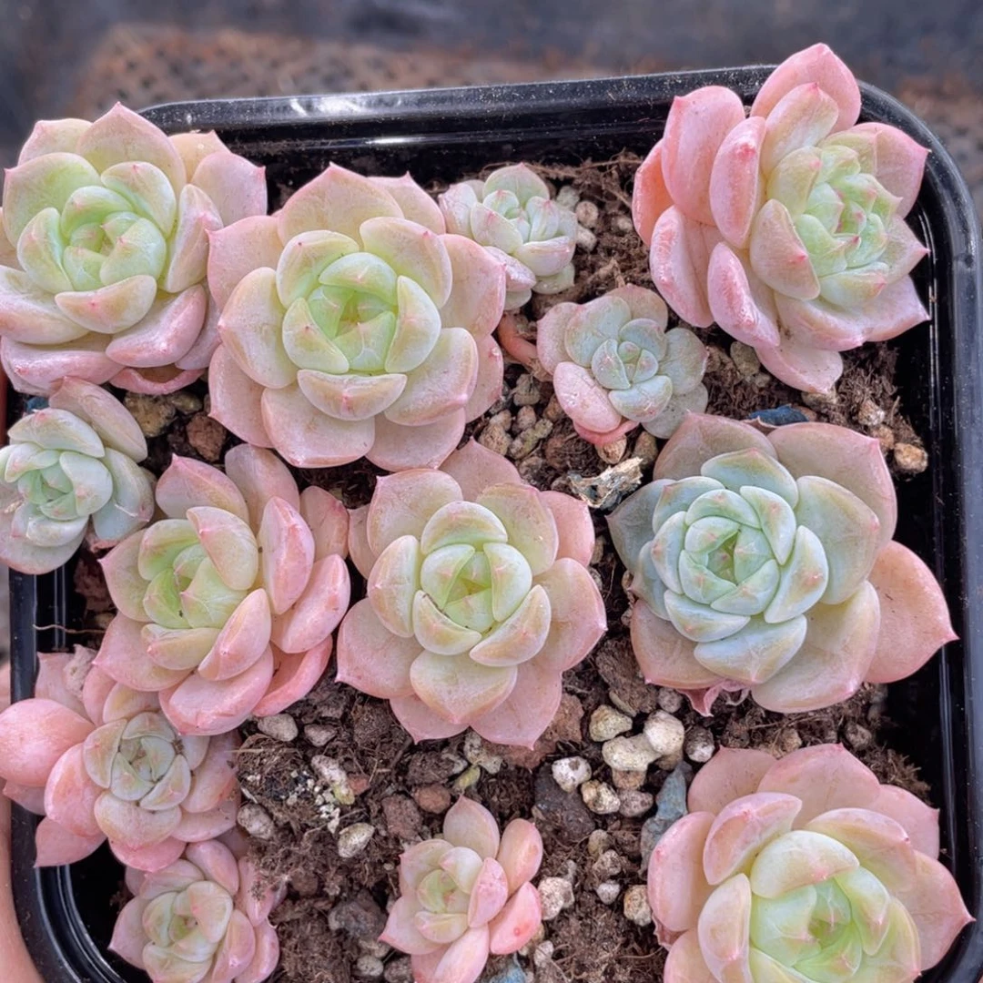 糕大上多肉植物215