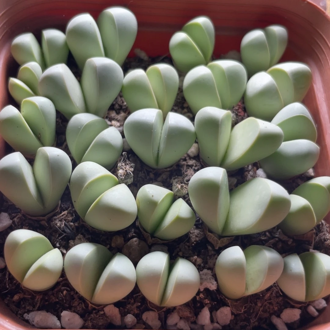 今晚大盆特价更新～3