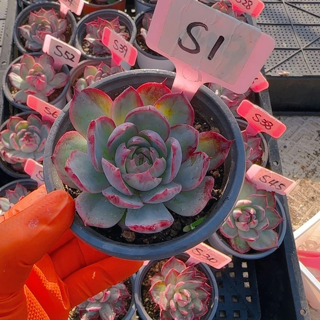 王*鱼S1惊鸿单头多肉