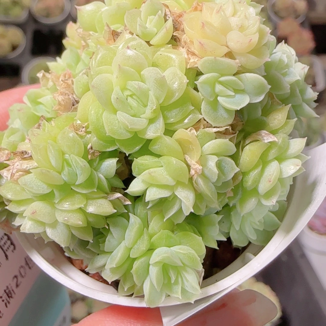 花语逸镜1107-115散