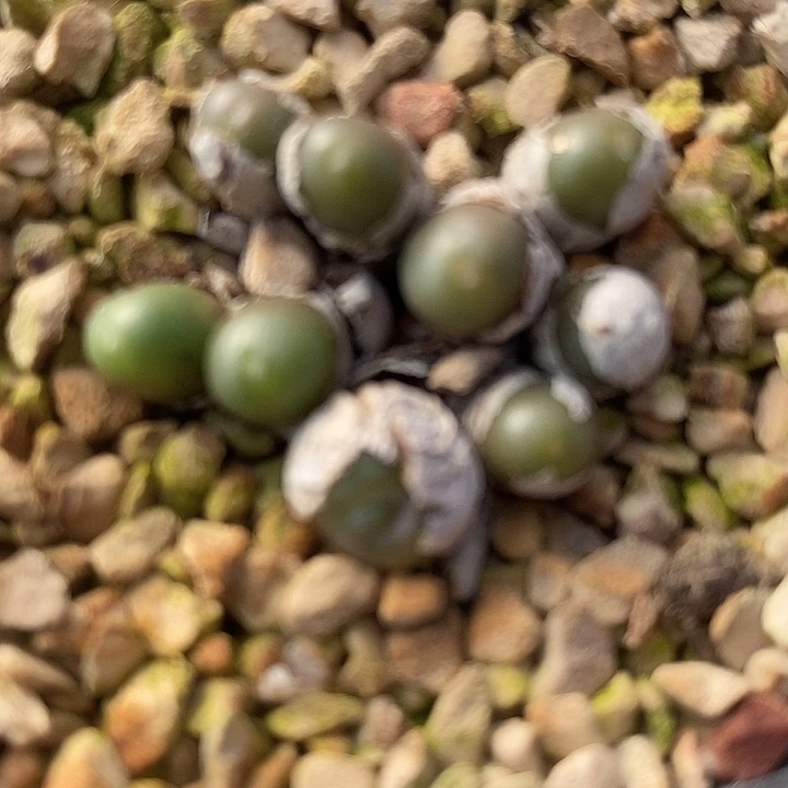 234紫葡萄一群。