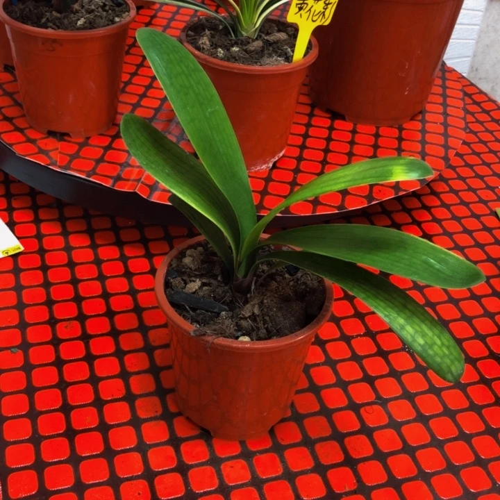 完全开放君子兰586