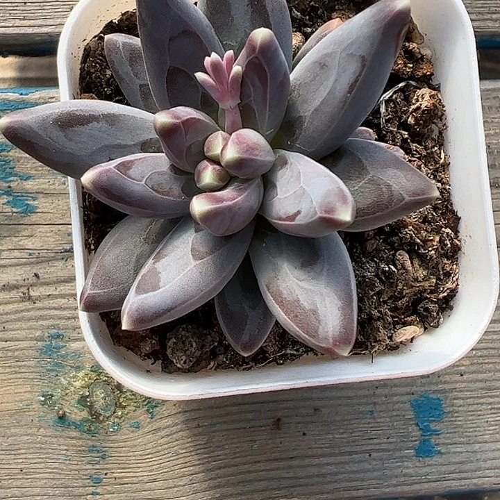 紫体雪戴莉系列111111