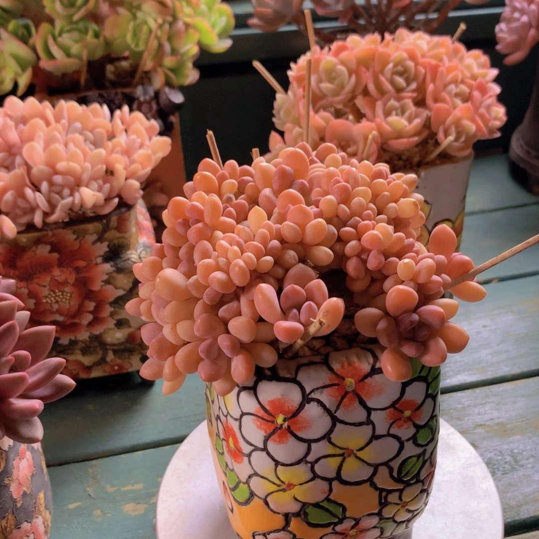 木糖醇自然小树无砍群