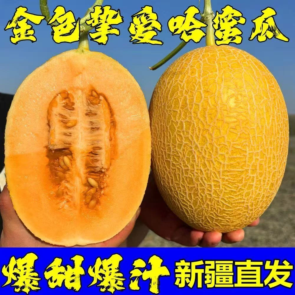 新疆原产地直发吐鲁金色年华黄金番麻纹蜜瓜脆甜多汁z8