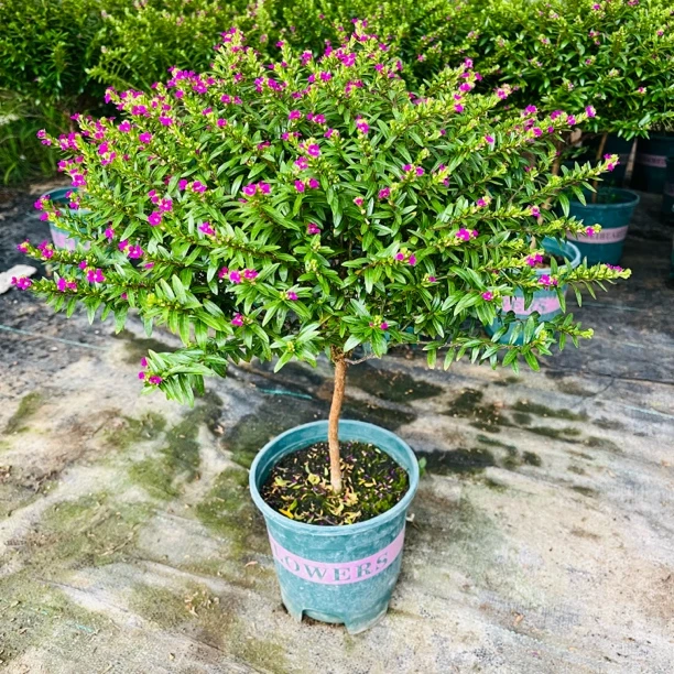 【独杆】四年生大盆满天星棒棒糖造型独杆木本植物四季开花耐晒盆栽