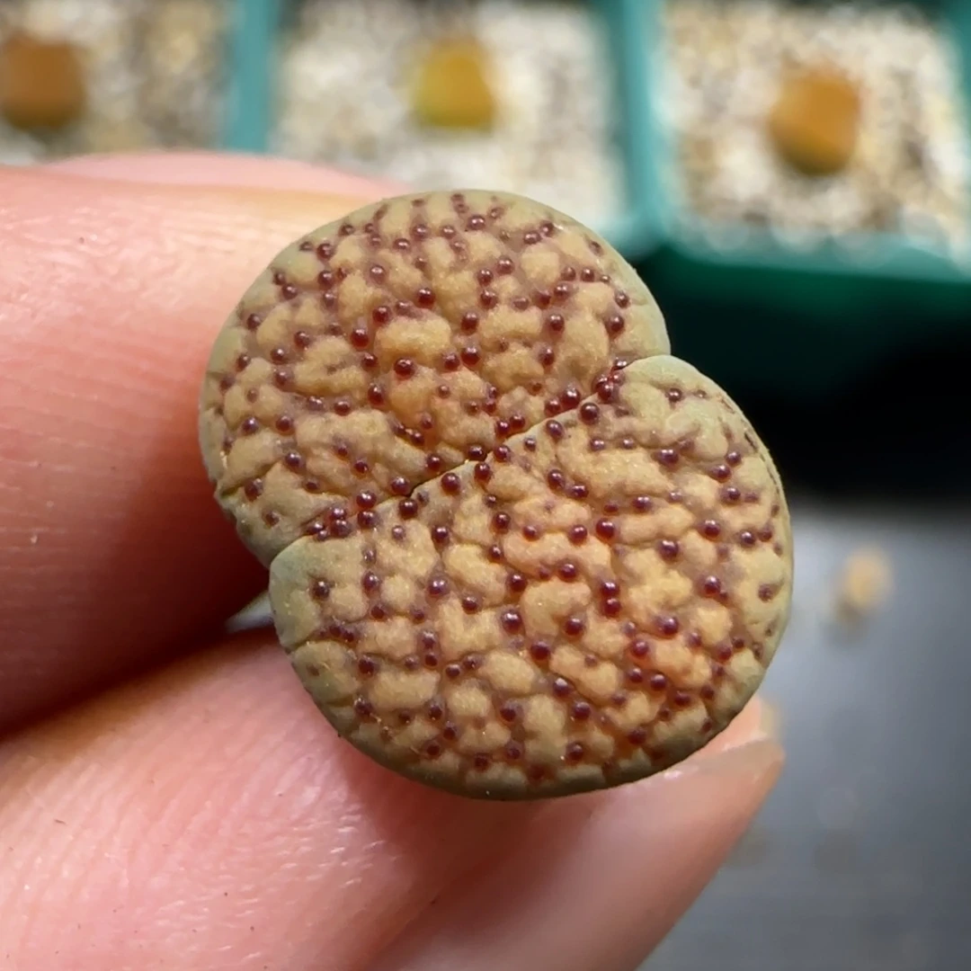 7.21。。。朝贡。。。2025