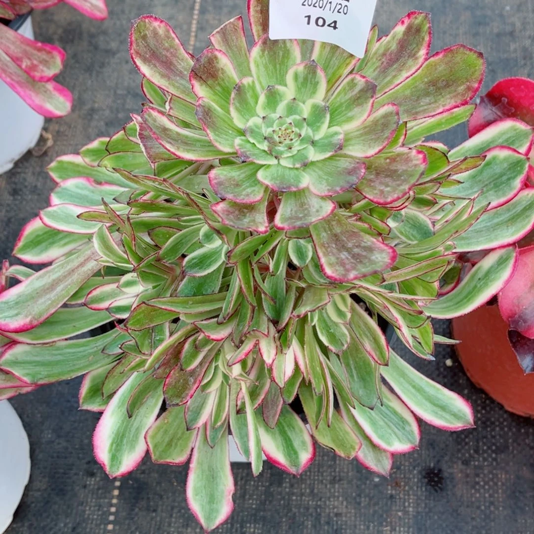 一物一拍多肉法师104