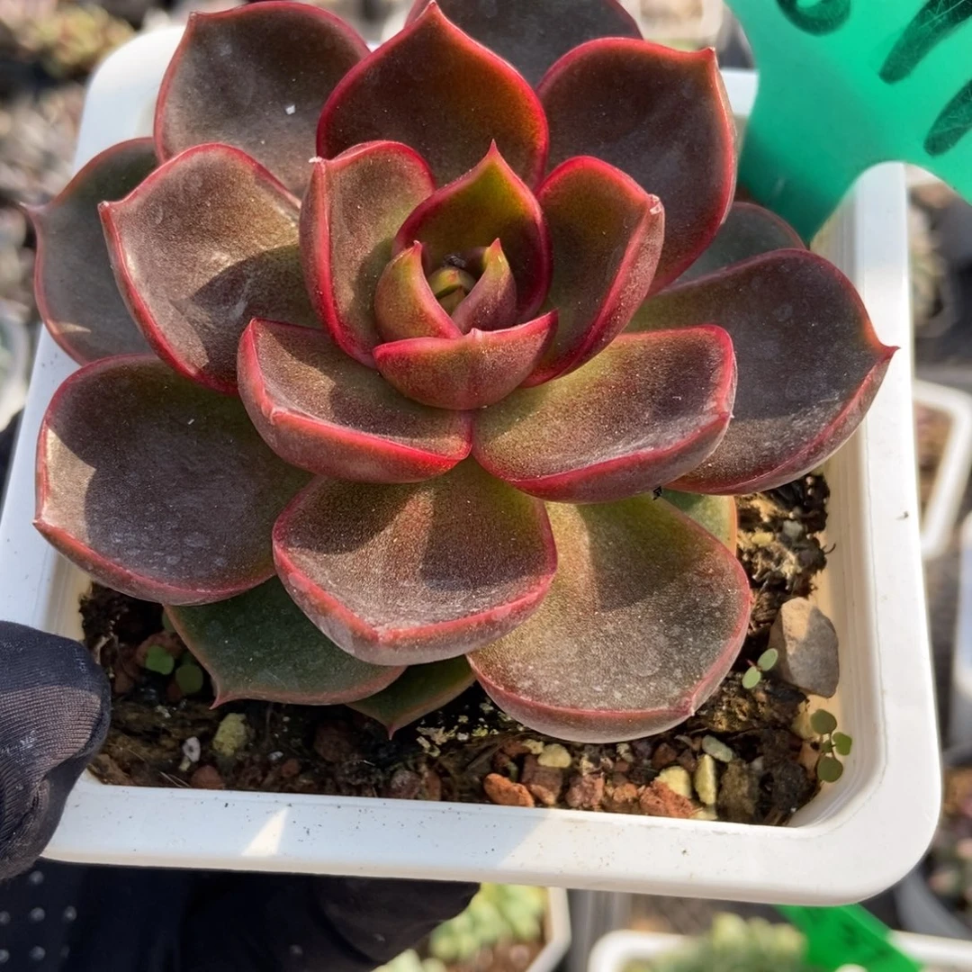 1877红灯多肉植物