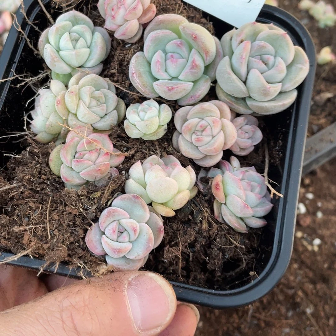 遥遥领先一物一拍367