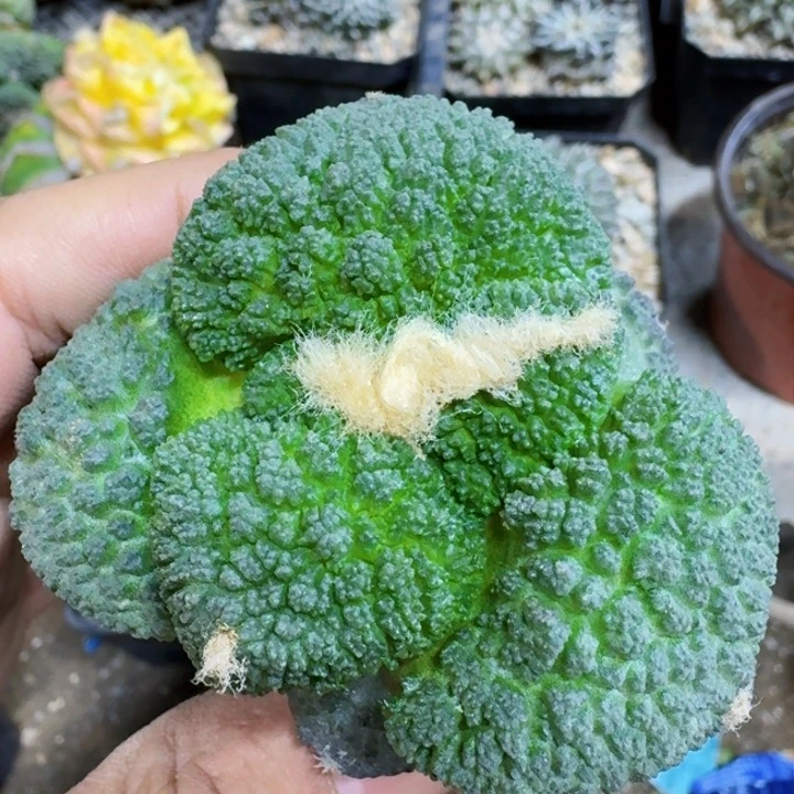 福利苗接大尤哥斯拉391