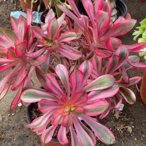 621红魔女砍过满25包邮多肉