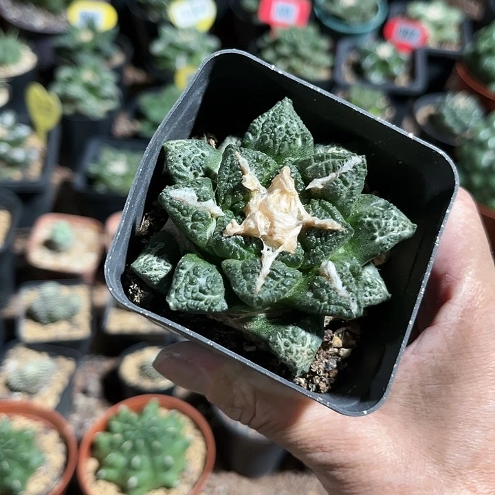 全部花朵首*111111111111