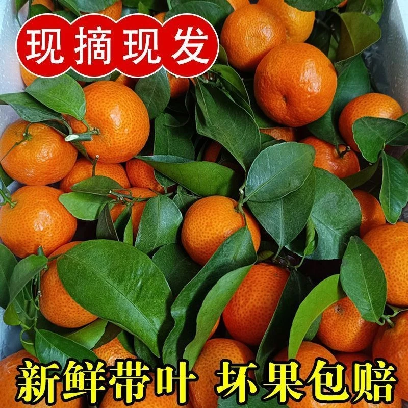 正宗广西砂糖橘沙糖桔当季新鲜水果不打药生态果小花现摘现发