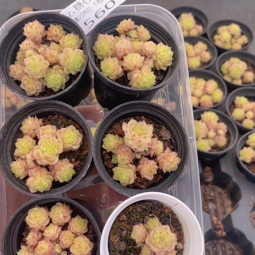 云糖心多肉植物560