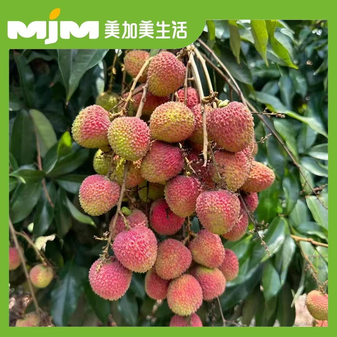 【 2斤±30g/份】妃子笑荔枝荔枝同城送广西壮族自治区