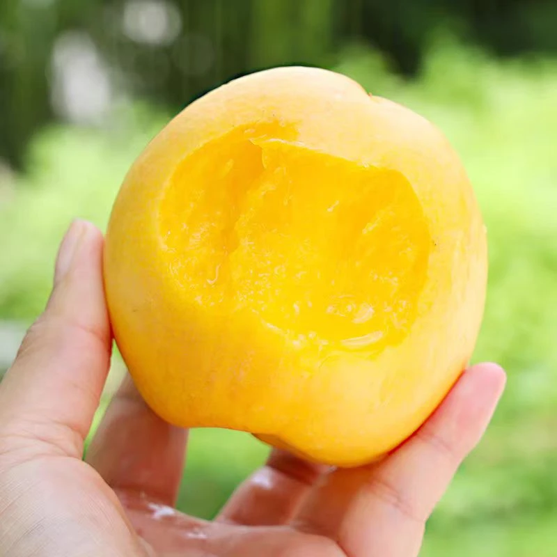 【只发新疆】蒙阴黄金蜜油桃孕妇脆桃大黄油桃2KG乌市九鼎直发