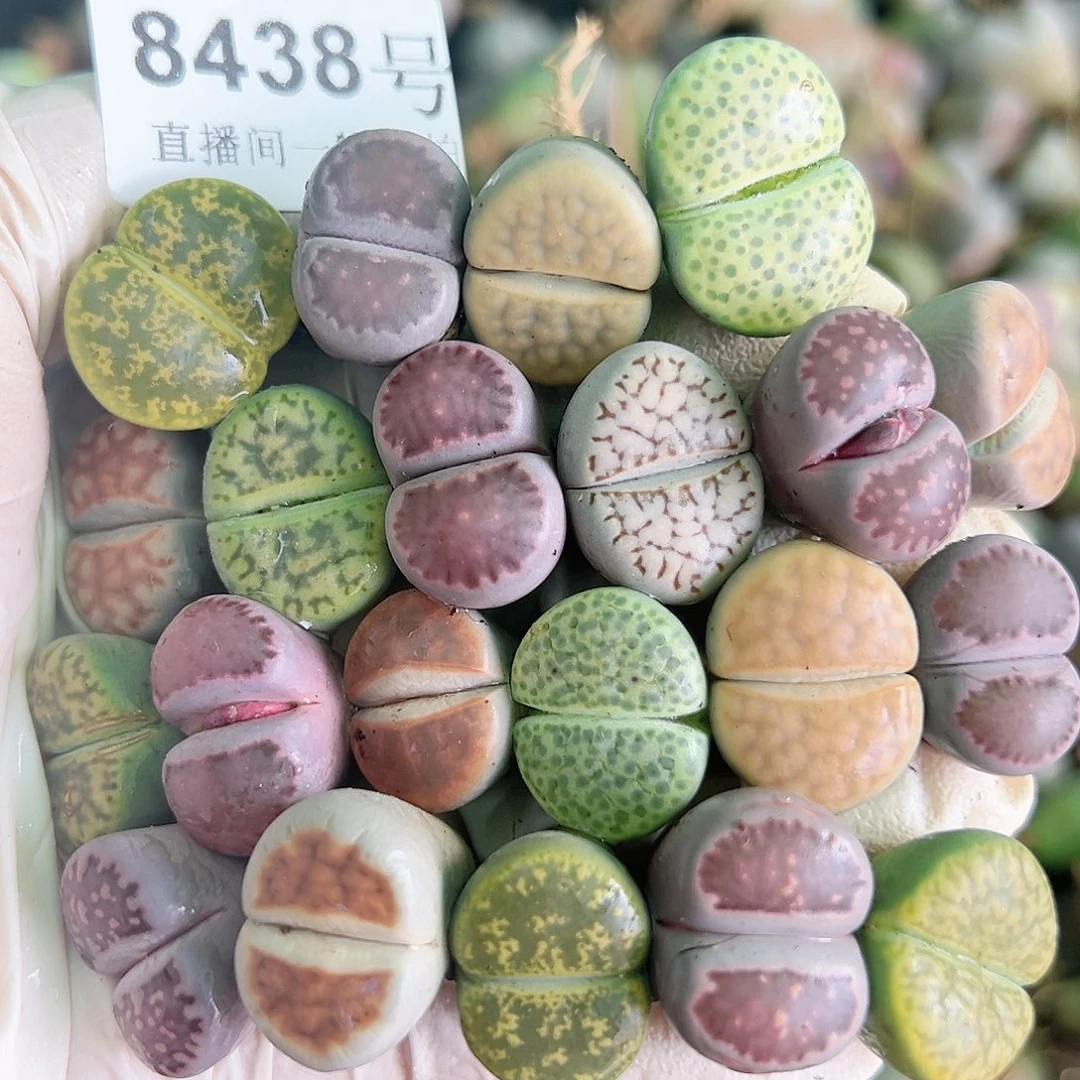 8438 好养易活生石花大母本22个1.5-2cm捡漏