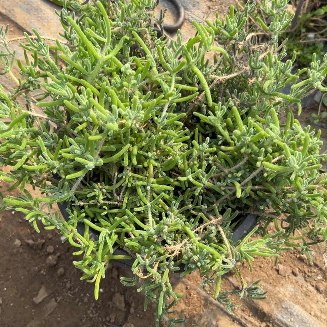 富尔福中央音乐学院中央音乐学院