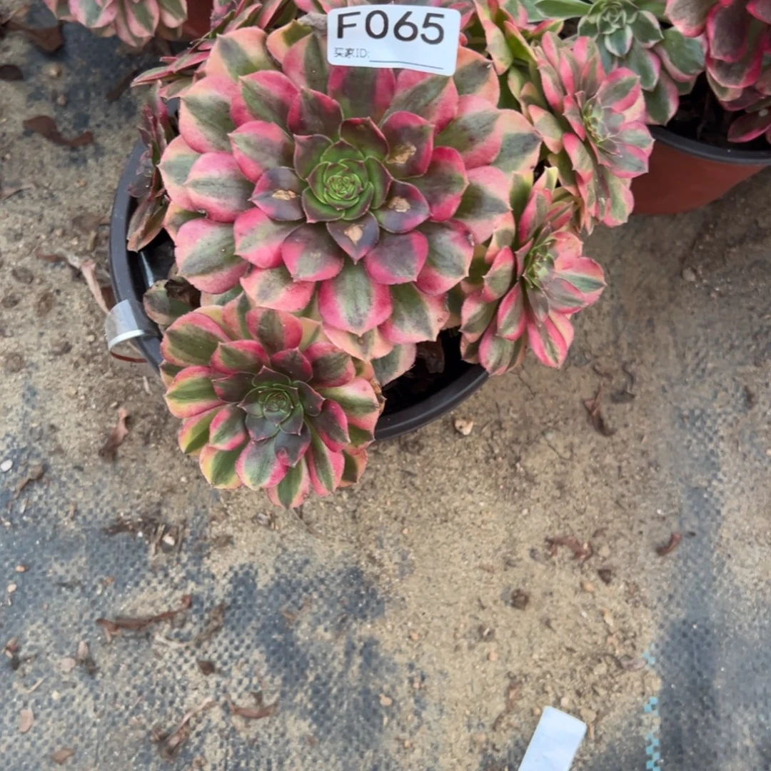 065雨荷多肉植物法师多肉