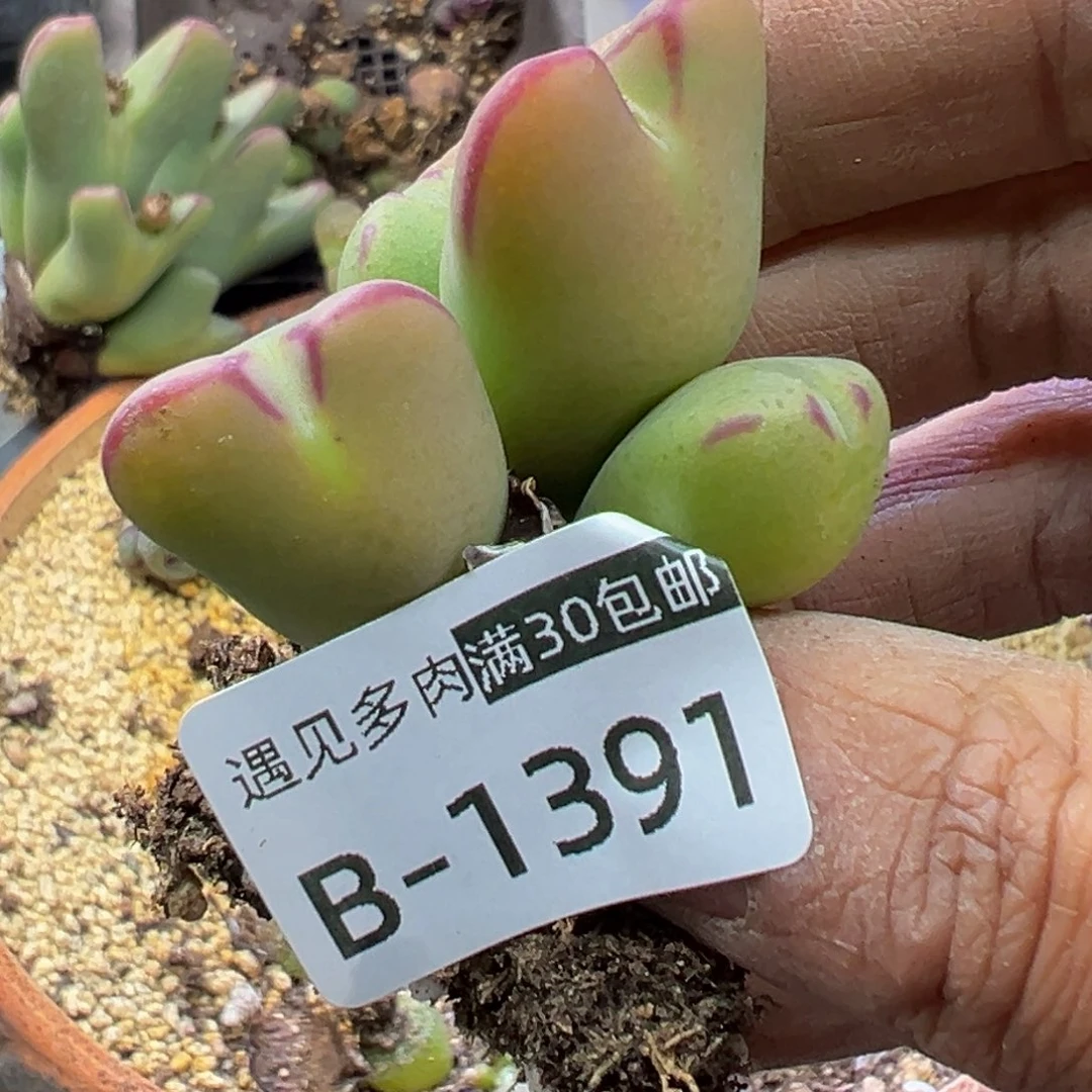 多肉植物1111111111111