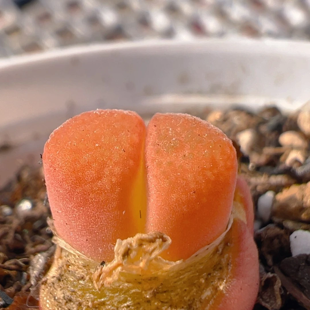 80多肉植物百科知识