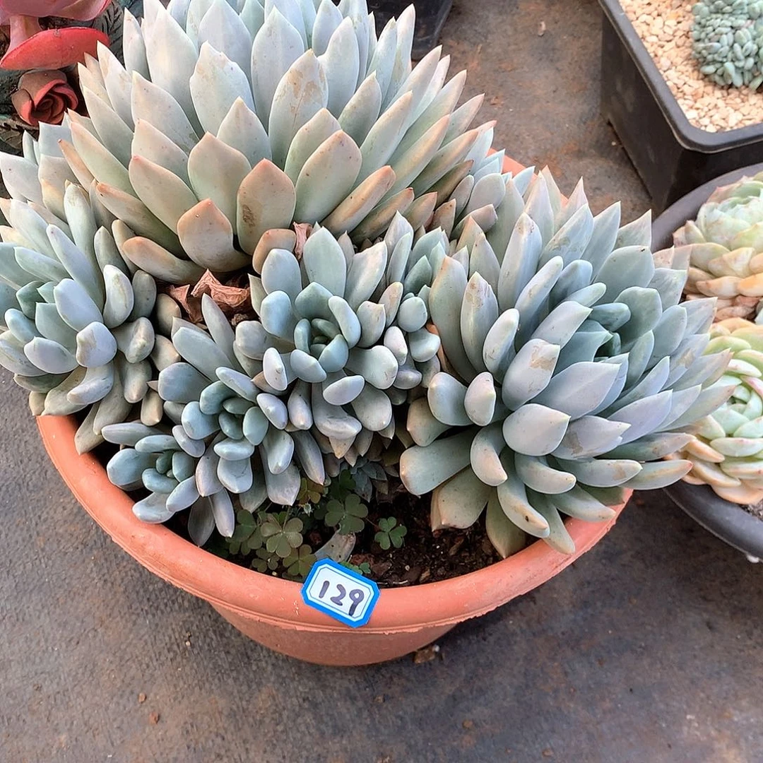 129胖美人一物一拍多肉