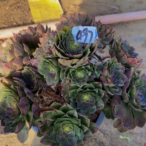 红心万拉丝多肉植物97多肉