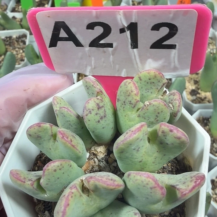 212mmmmmmmmmnnnnnnnn