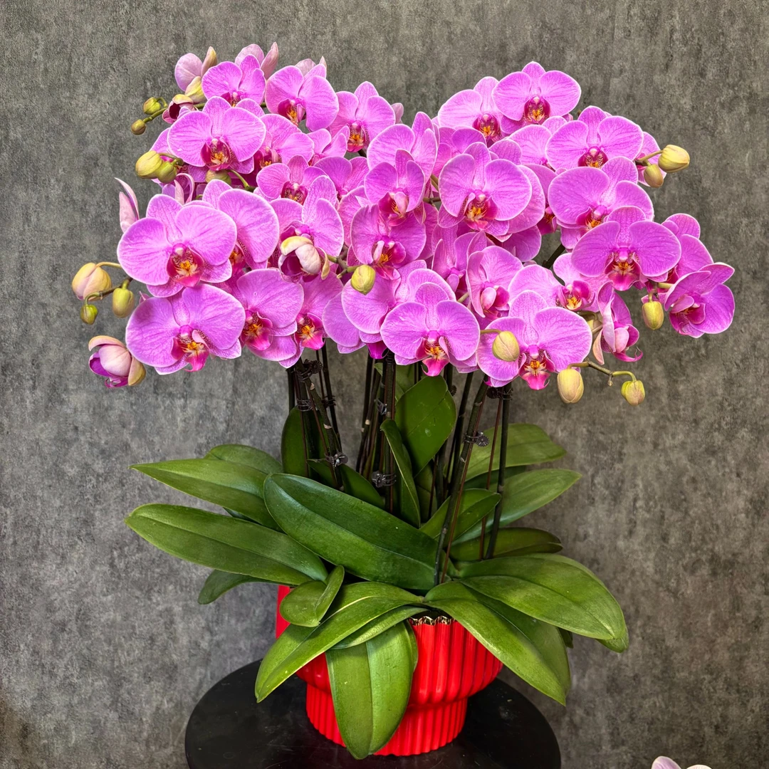 【明日之星-蝴蝶兰】年宵花 鲜花 易养花期长  室内观赏花 送礼