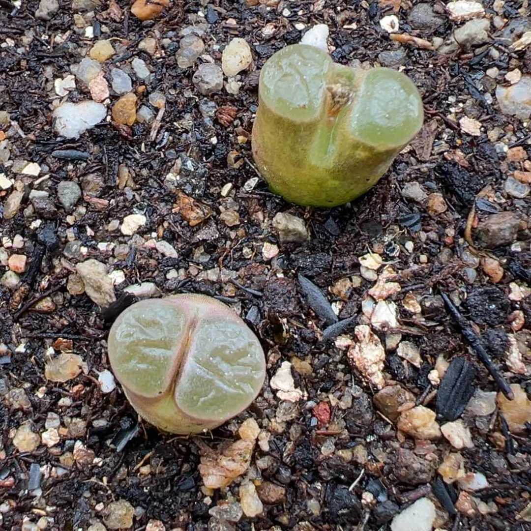 2.3好看的多肉a238