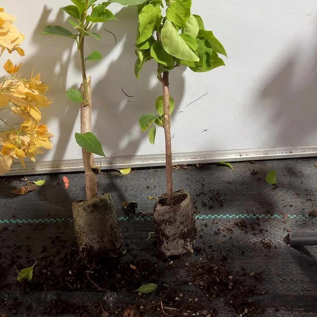 小****当前无花栽培后可以开花三颗袋苗盲盒不包活