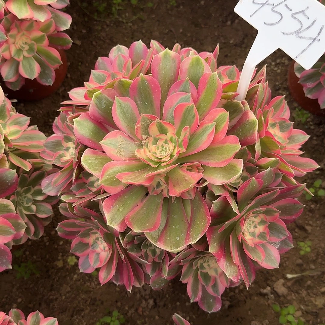 4554粉女巫多肉法师多肉