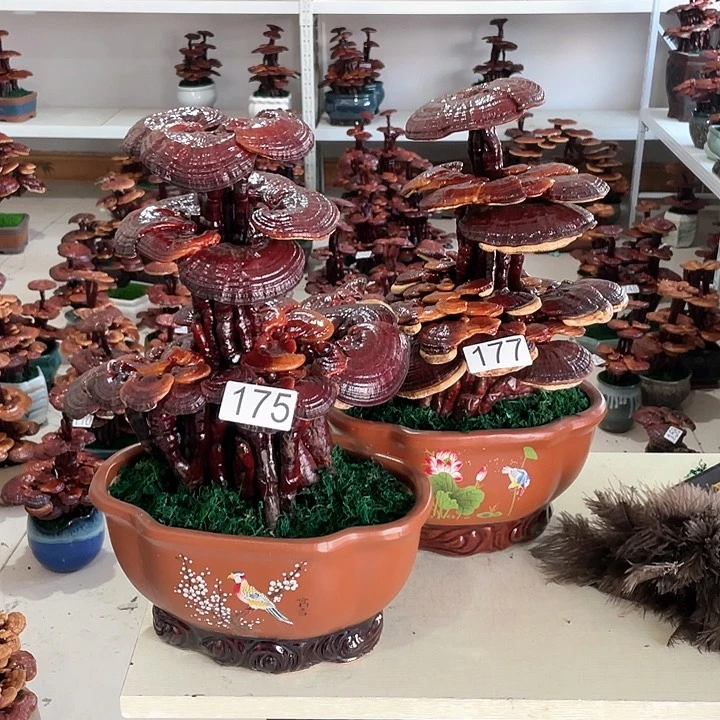 龍*九17717588888888888888888