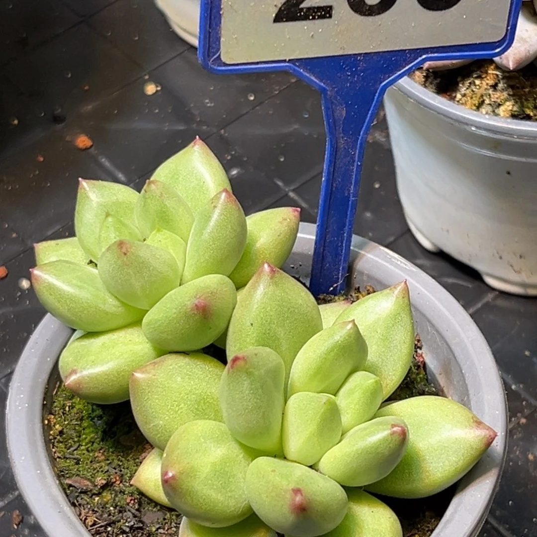 多肉植物米其林200