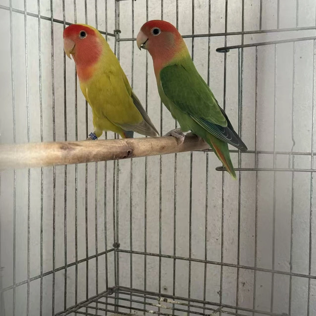 精品桃脸牡丹鹦鹉亲人手养