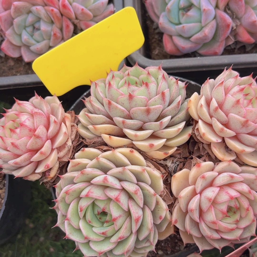 香玉的故事是一个人的